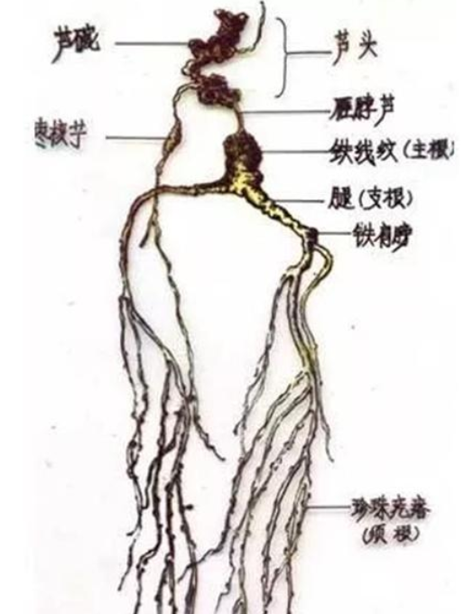 人參好壞怎么看圖解,人參年份鑒定圖