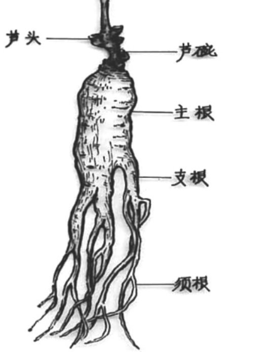 人參好壞怎么看圖解,人參年份鑒定圖