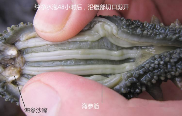 男人吃海參壯陽嗎,吃海參可以提高性功能嗎