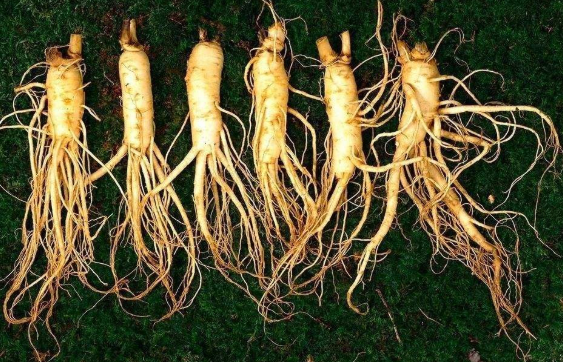 長白山人參種子種植技術，人參種子批發價格