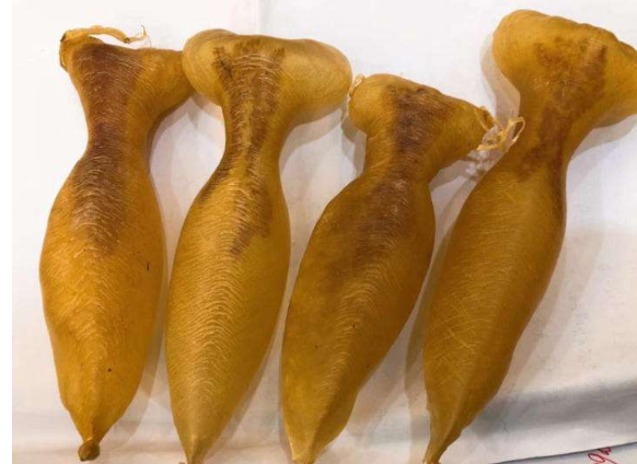 蜘蛛膠的功效和作用,蜘蛛膠多少錢一斤