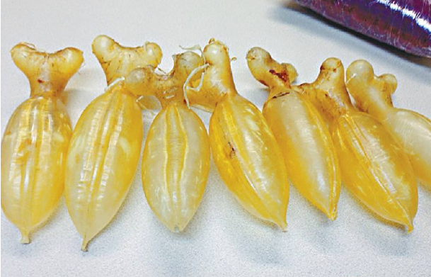 花膠可以從香港帶回大陸嗎,魚膠能帶上國內飛機嗎
