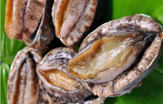 鮑魚有什么藥用效果，鮑魚殼的營養價值及功效與作用