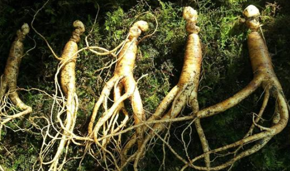 10斤白酒泡多少人參,人參枸杞酒千萬別亂喝