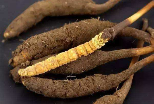 冬蟲夏草對肝硬化好嗎，冬蟲夏草肝硬化病人能吃嗎