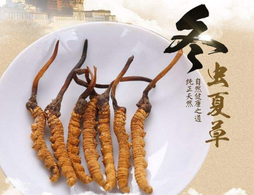 蟲草怎么吃對肺最有效，冬蟲夏草治療肺結核嗎