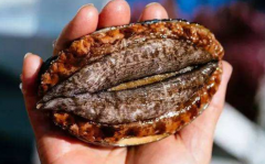 鮑魚可以煲烏雞湯嗎，鮑魚烏雞湯怎么煲竅門