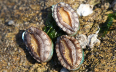 活鮑魚為什么怕醋，為什么鮑魚遇到醋會跳舞