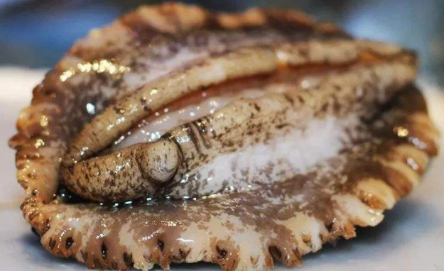 鮑魚發霉點了怎么處理，鮑魚上面白色的東西是啥