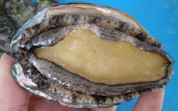 鮑魚發霉點了怎么處理，鮑魚上面白色的東西是啥