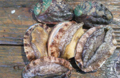 鮑魚湯怎么燉才能稠稠的竅門以及家常鮑魚湯怎么煲