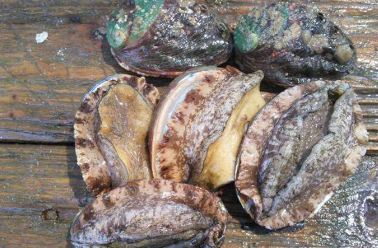 鮑魚湯怎么燉才能稠稠的竅門以及家常鮑魚湯怎么煲