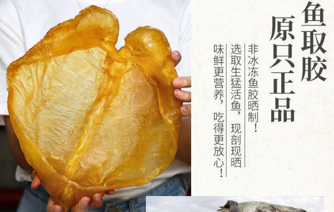 聊一聊心肌缺血可以吃魚膠補血嗎