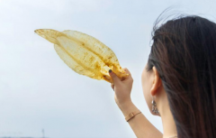 跟大家細說一下鮮魚泡能代替魚膠嗎，算不算魚膠