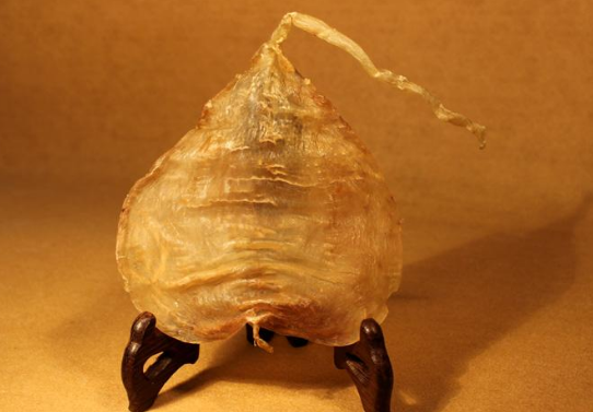 淡水魚魚鰾的功效和作用