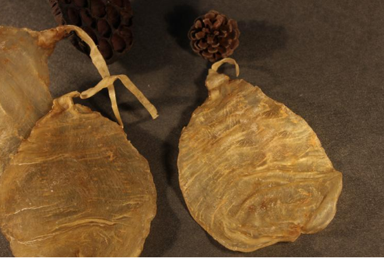 蜘蛛魚膠一斤多少錢