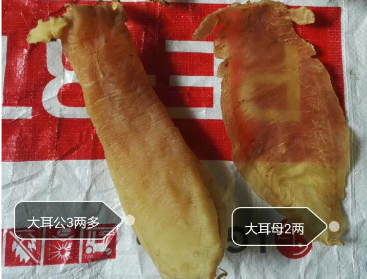 大耳赤嘴魚膠一斤多少錢