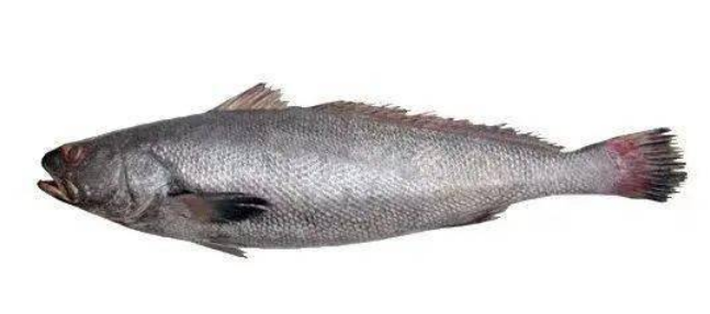 土鳘魚膠與赤嘴魚膠區別