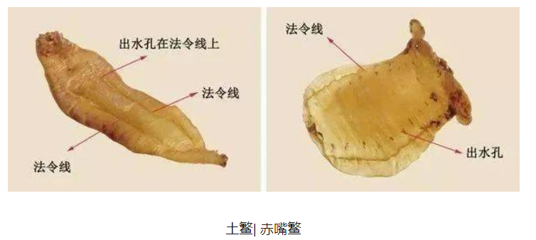 土鳘魚膠與赤嘴魚膠區別