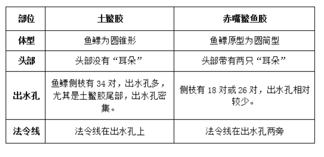 土鳘魚膠與赤嘴魚膠區別