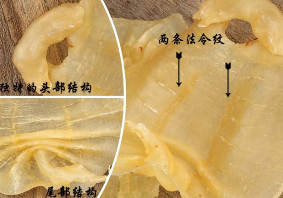 魚膠真的有營養價值嗎