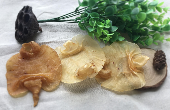湛江赤嘴魚膠公母辨別