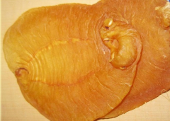 揭秘:什么環境和因素什么魚的魚膠品質最好