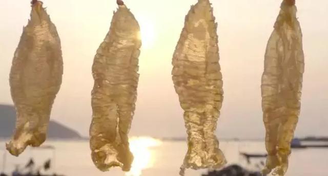 魚膠：水中燕窩，貴似黃金，曾高達280萬/斤