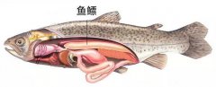 扒一扒深海魚鰾有營養價值，有什么藥用價值