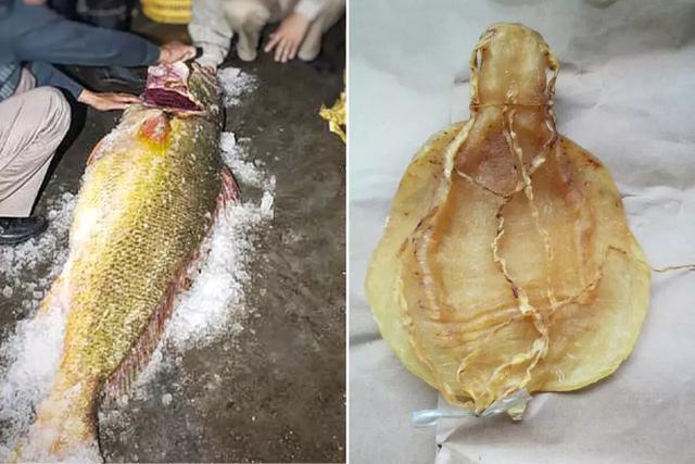魚膠：水中燕窩，貴似黃金，曾高達280萬/斤