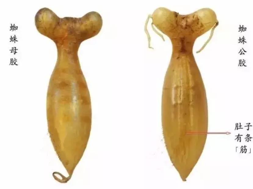 蜘蛛膠多少錢一斤