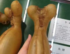 小編來告訴大家越南蜘蛛膠是假的嗎