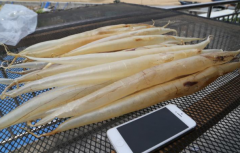 告訴大家魚膠是暴曬還是陰干好