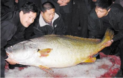 揭秘:黃唇魚的魚膠以及黃唇魚價值