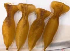 跟大家說下魚膠的吸收率
