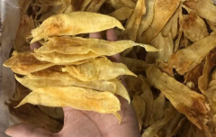 小編來告訴大家新鮮魚膠長什么樣子