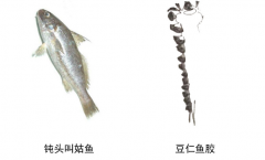 了解下豆仁膠多少錢一斤