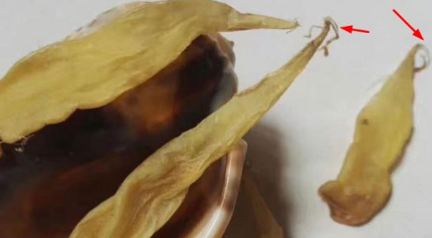 豆仁膠多少錢一斤