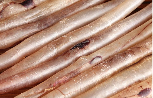 野生鰻魚膠怎么分辨
