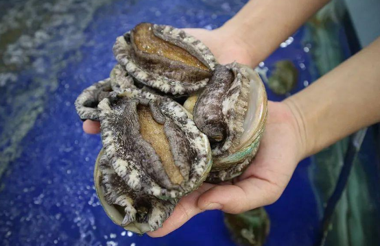 鮑魚的營養有多高