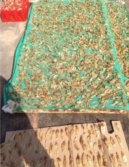 小個魚膠大概多少錢一斤