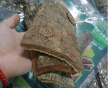 揭秘:吃了安哥拉樹皮做了幾次