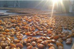 分享下干鮑魚批發基地