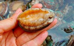 給大家普及下鮑魚就是生蠔嗎