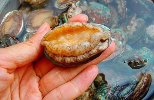 大鮑魚肉的做法家常做法