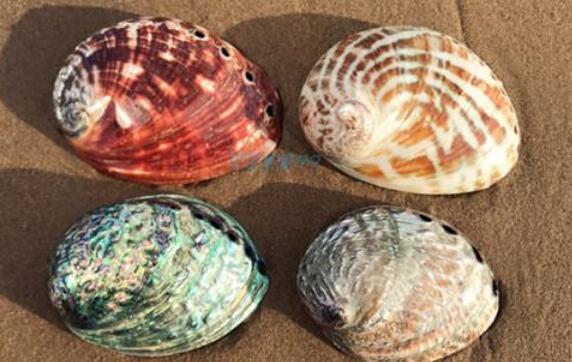 鮑魚殼煮湯有寄生蟲嗎