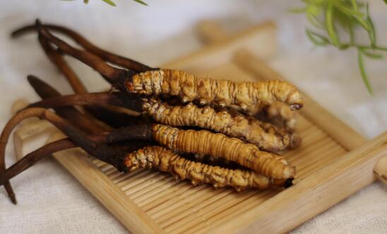 冬蟲夏草生吃好還是熟吃好