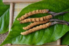 小編來告訴大家冬蟲夏草可以蒸著吃嗎