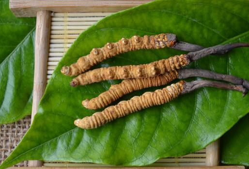 冬蟲夏草可以蒸著吃嗎