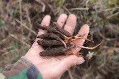 告訴大家人工種植的蟲草和野生的怎么辨別